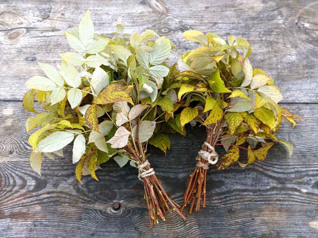 Vihtas av bringebaer. wildeness spa Koppang.